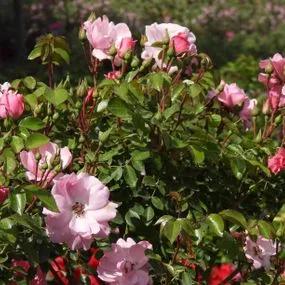 Bonica Shrub Rose (Rosa Bonica) 2